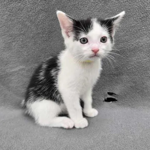 A baby small-sized male Black Domestic Short Hair cat named Rocky for adoption in Flatwoods, KY