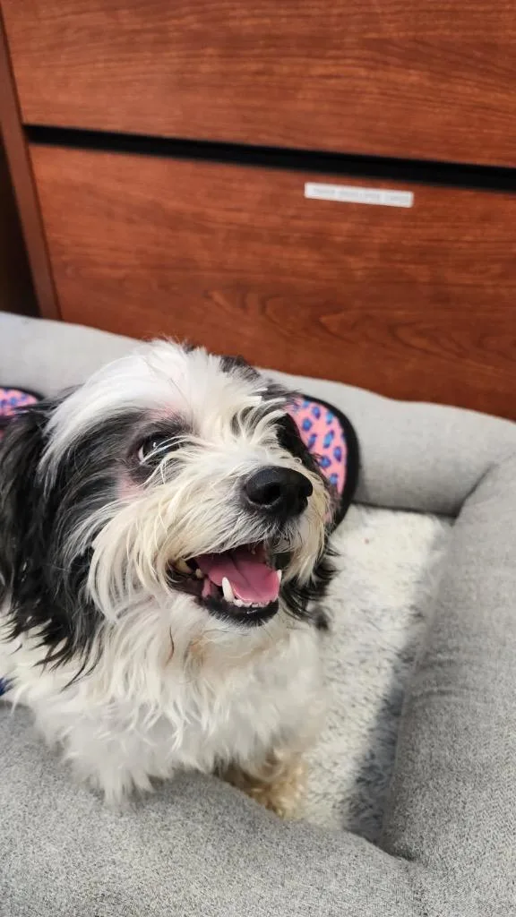 An adult small-sized male Shih Tzu dog named Teddy for adoption in New Orleans, LA