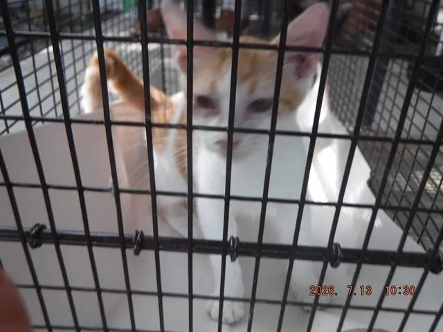 A baby large-sized male Domestic Short Hair cat named Joe Jonas for adoption in Miami, FL