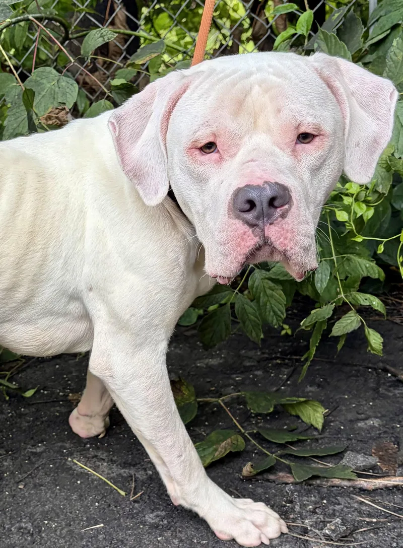 A young medium-sized male White / Cream Boxer dog named Yeti for adoption in McKeesport, PA