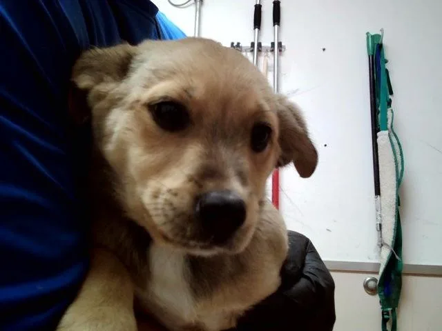 A baby small-sized male Terrier dog named Moe for adoption in Martinez, CA