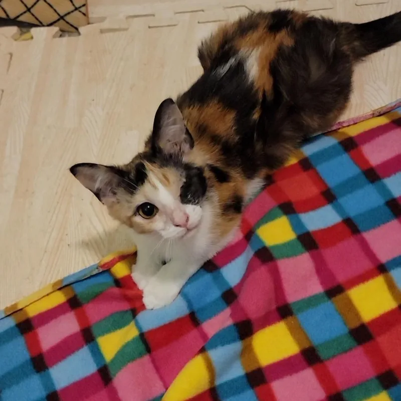 A baby small-sized female Calico Domestic Short Hair cat named Satori for adoption in Atlanta, GA
