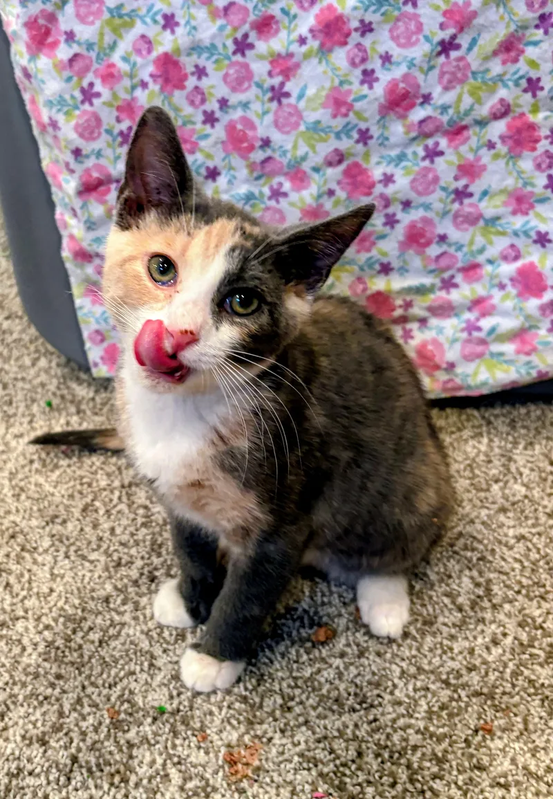 A baby medium-sized female Dilute Calico Domestic Short Hair cat named Tameka for adoption in Landenberg, PA