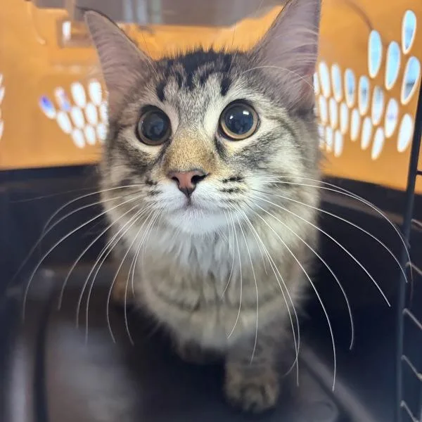 A young medium-sized female Domestic Medium Hair cat named Sally for adoption in Des Moines, IA