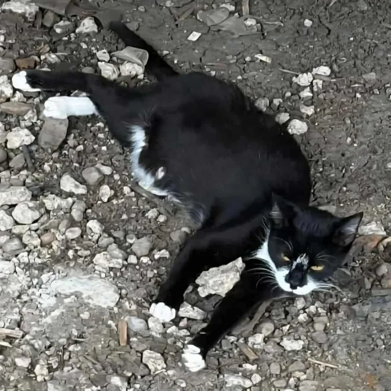 An adult medium-sized female Black Domestic Short Hair cat named Annie for adoption in Jacksonville, OR