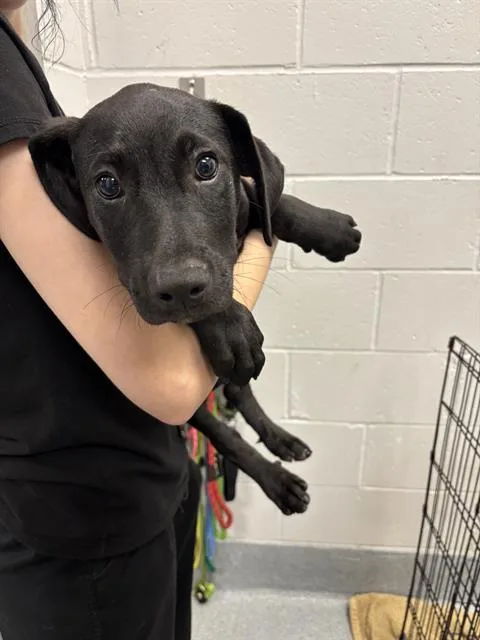 A baby small-sized male Labrador Retriever dog named Barrel for adoption in Indianapolis, IN