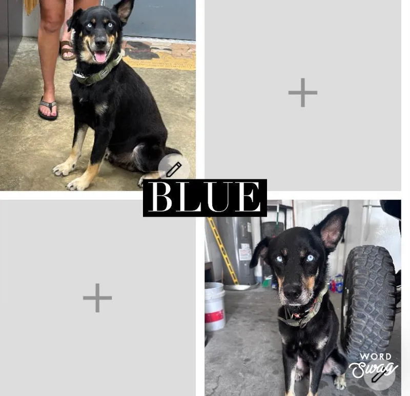 An adult medium-sized male Black Australian Kelpie dog named Blue for adoption in canyon lake, TX