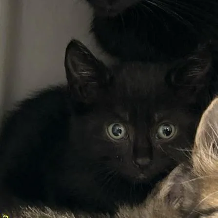 A baby small-sized female Black Domestic Short Hair cat named Bowtie for adoption in West Palm Beach, FL