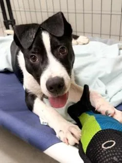 A young medium-sized male Border Collie dog named Tucker for adoption in Henderson, TX