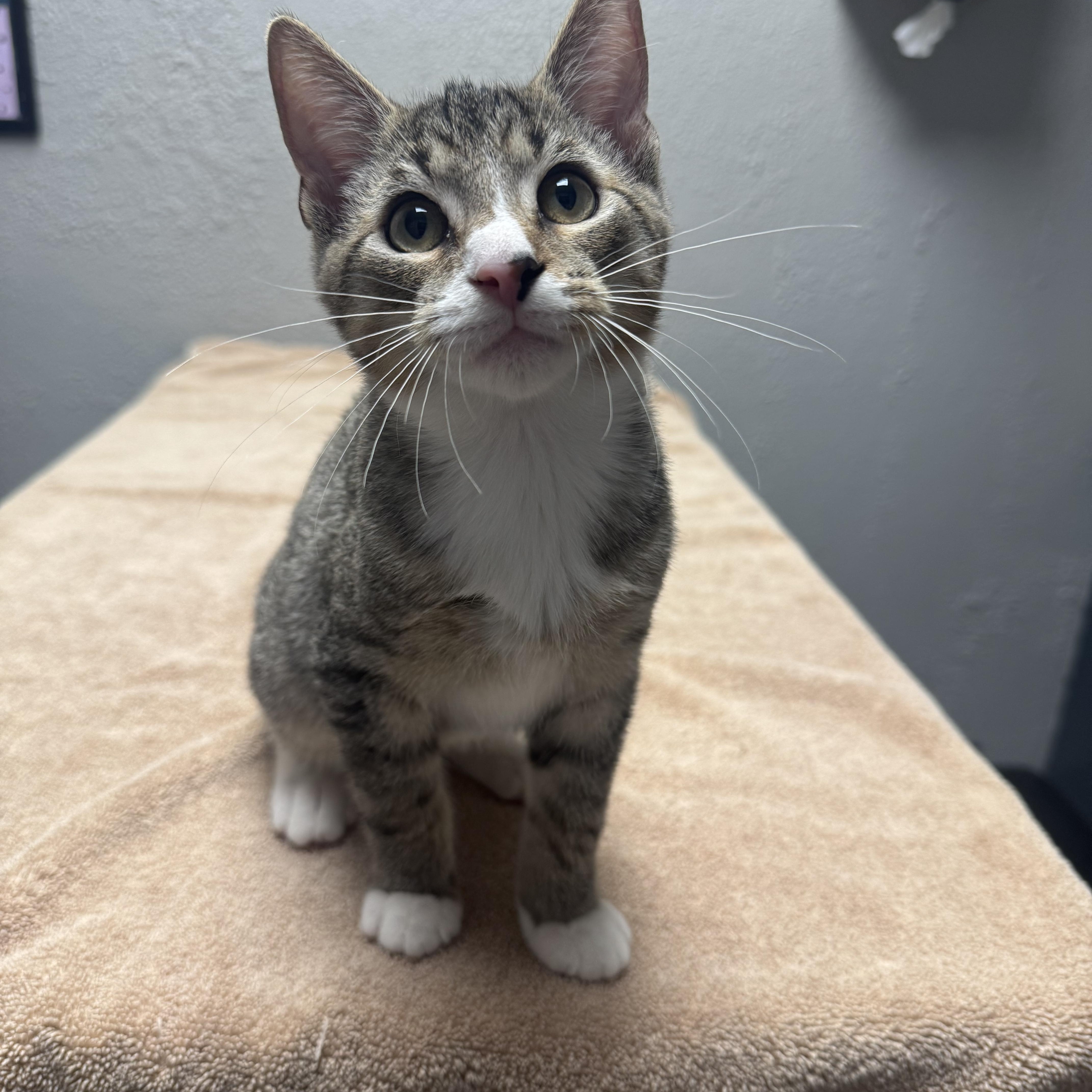 A young medium-sized male Domestic Short Hair cat named Urkel for adoption in Walker, MI