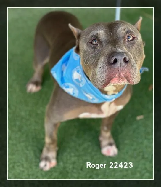 A senior medium-sized male Brown / Chocolate Pit Bull Terrier dog named Roger for adoption in Marietta, GA