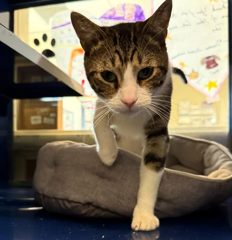 A young small-sized female Domestic Short Hair cat named Figgy Pudin Pie for adoption in Little Elm, TX