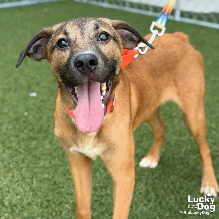 A baby large-sized male Hound dog named Quincy for adoption in Washington, DC