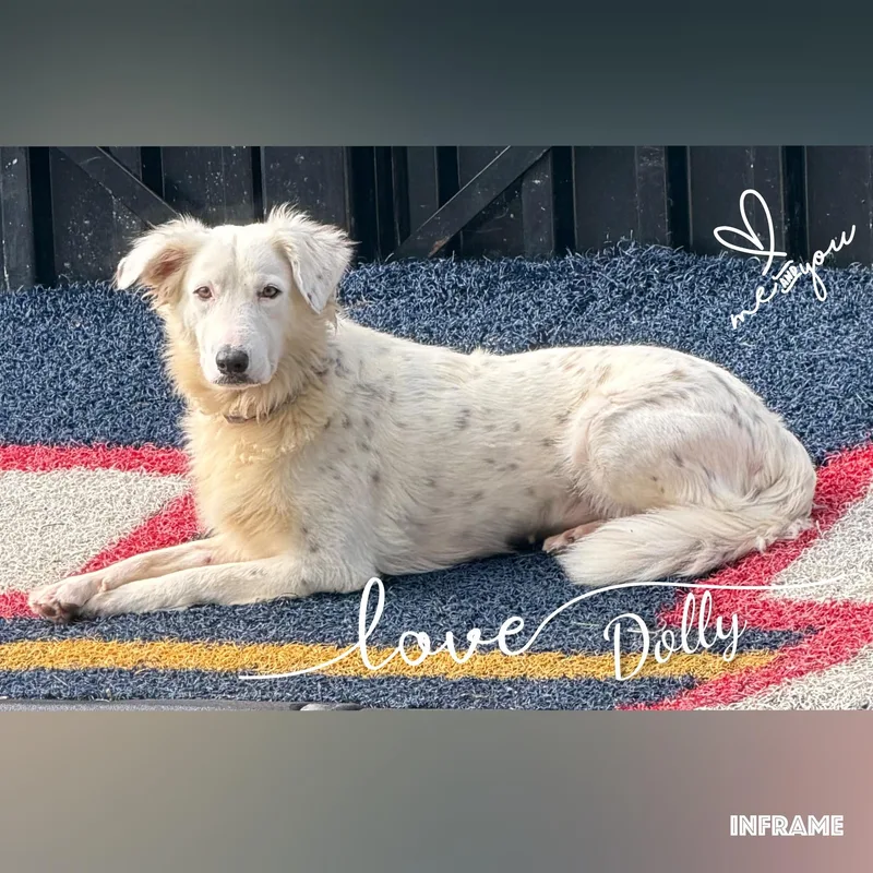 An adult medium-sized female White / Cream Retriever dog named Dolly for adoption in Fredericksburg, VA