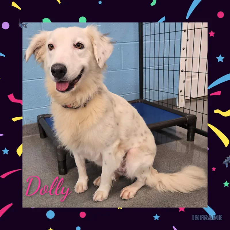 Dolly thumbnail 2