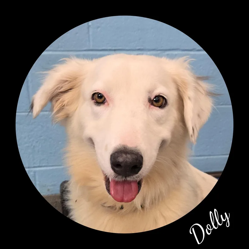 Dolly thumbnail 4