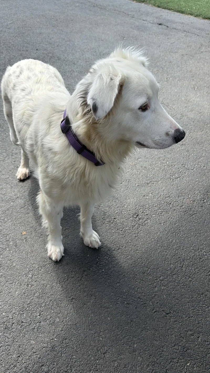Dolly thumbnail 5