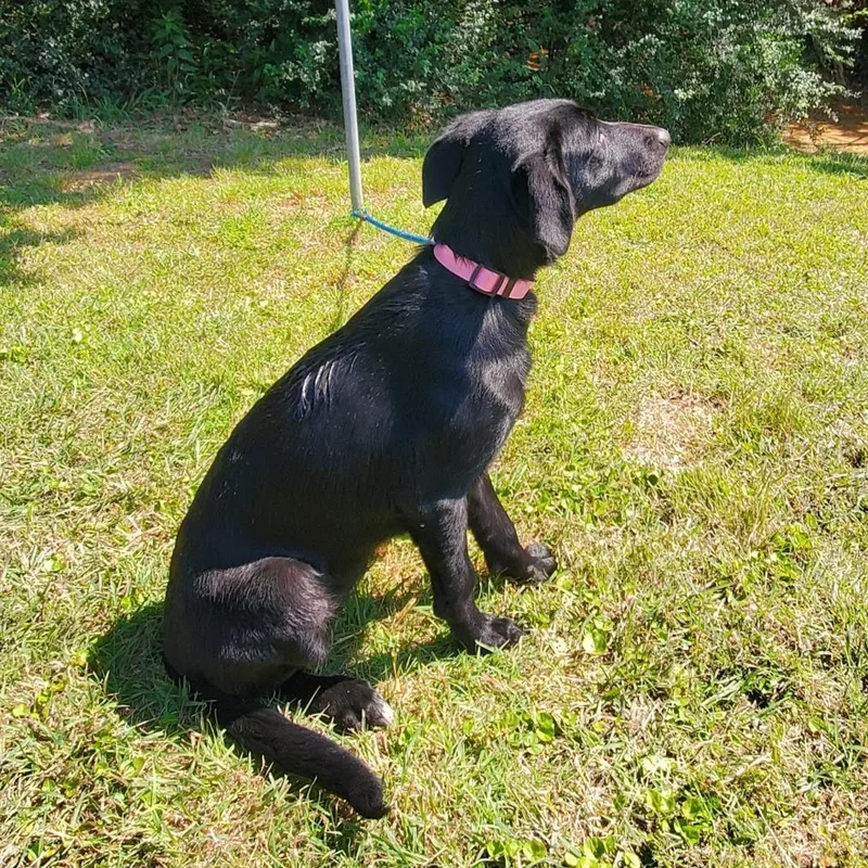 A baby medium-sized female Black Mixed Breed dog named Aphrodite for adoption in Denison, TX