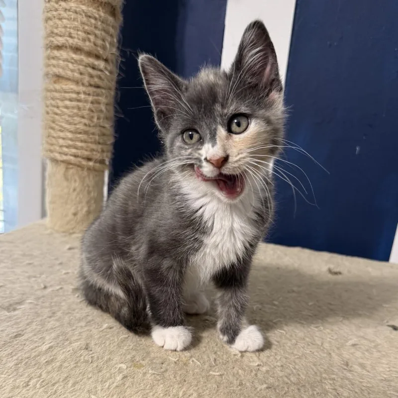 A baby small-sized female Calico Domestic Short Hair cat named Polka Dot for adoption in Jarrettsville, MD