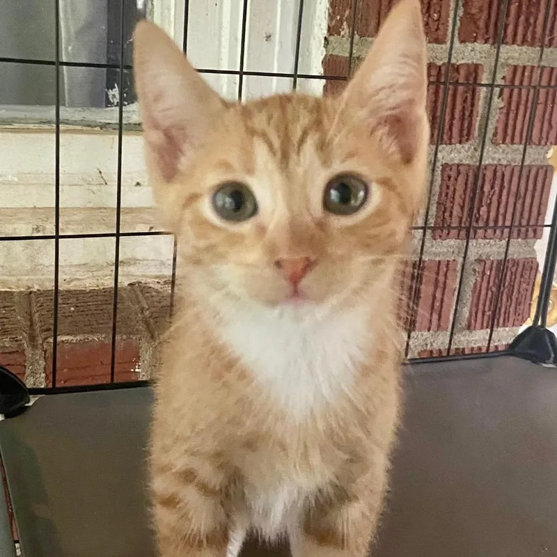 A baby medium-sized male Orange & White Domestic Short Hair cat named Emilio for adoption in Gastonia, NC