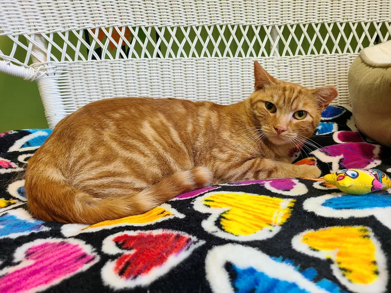 A young medium-sized male Orange / Red Domestic Short Hair cat named Franklin for adoption in Kirkland, WA