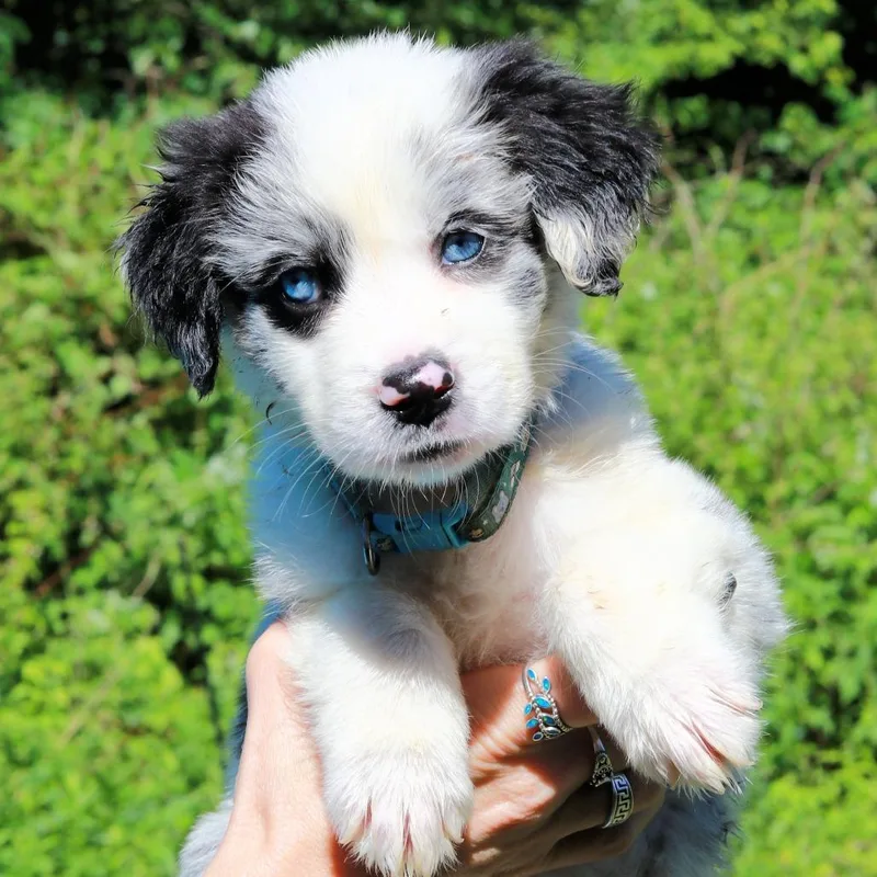 A baby medium-sized female Black Border Collie dog named Ct Lucky Charms Avail for adoption in Stormville, NY