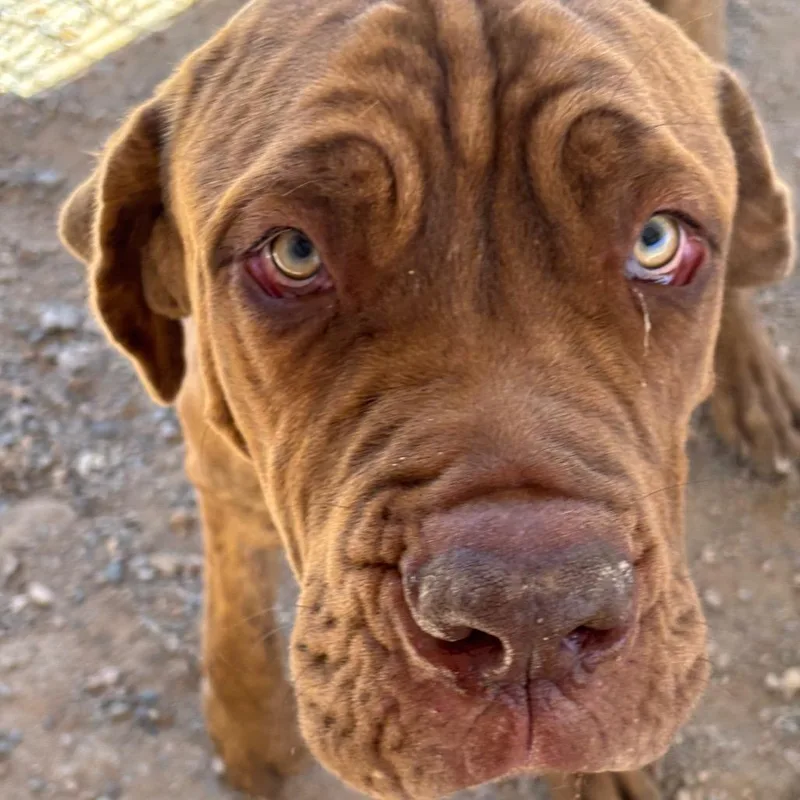 A young large-sized male Brown / Chocolate Mastiff dog named Clifford for adoption in Taos, NM