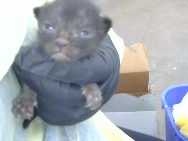 A baby medium-sized female Domestic Long Hair cat named Jean for adoption in Dallas, TX