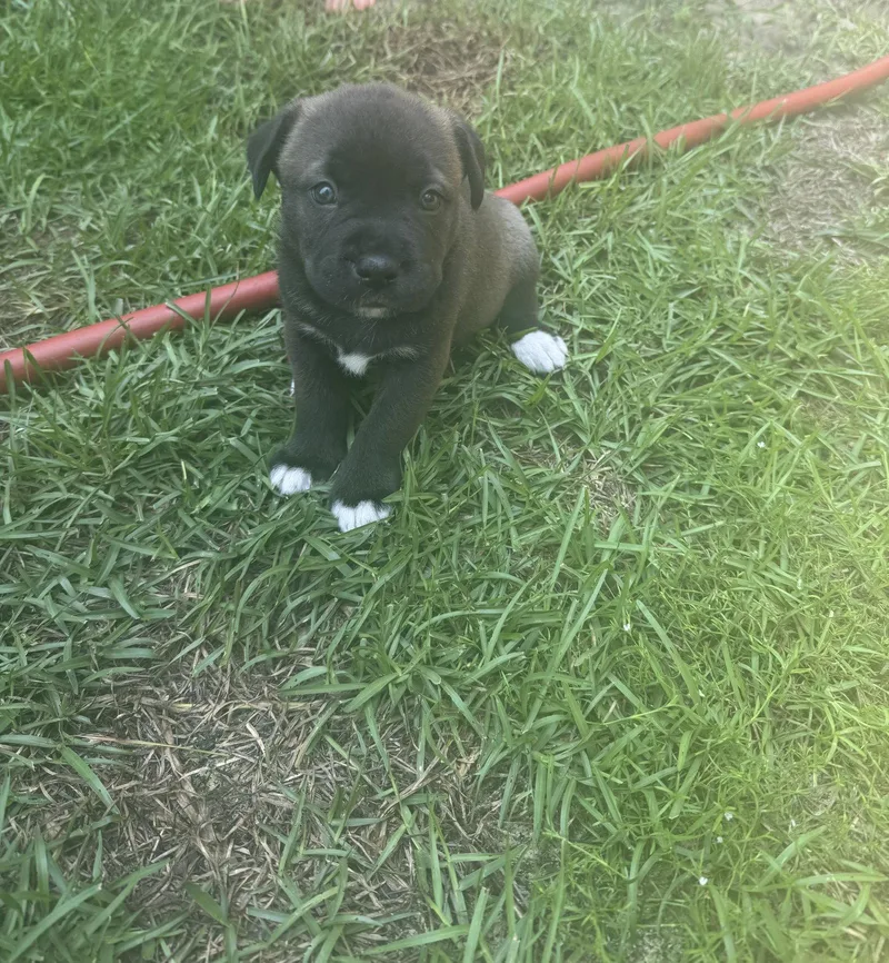 A baby medium-sized female Labrador Retriever dog named Hermione for adoption in Holly Springs, NC