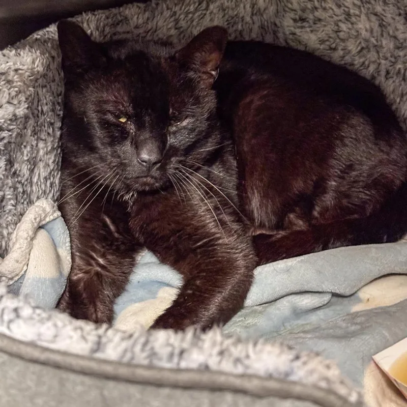An adult medium-sized male Black Domestic Short Hair cat named Obsidian for adoption in Kennebunk, ME