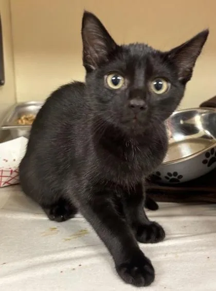 A baby medium-sized male Domestic Short Hair cat named Intern for adoption in Chamblee, GA