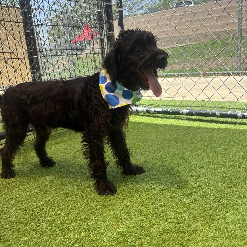 A baby medium-sized male Goldendoodle dog named Louis for adoption in Humacao, PR