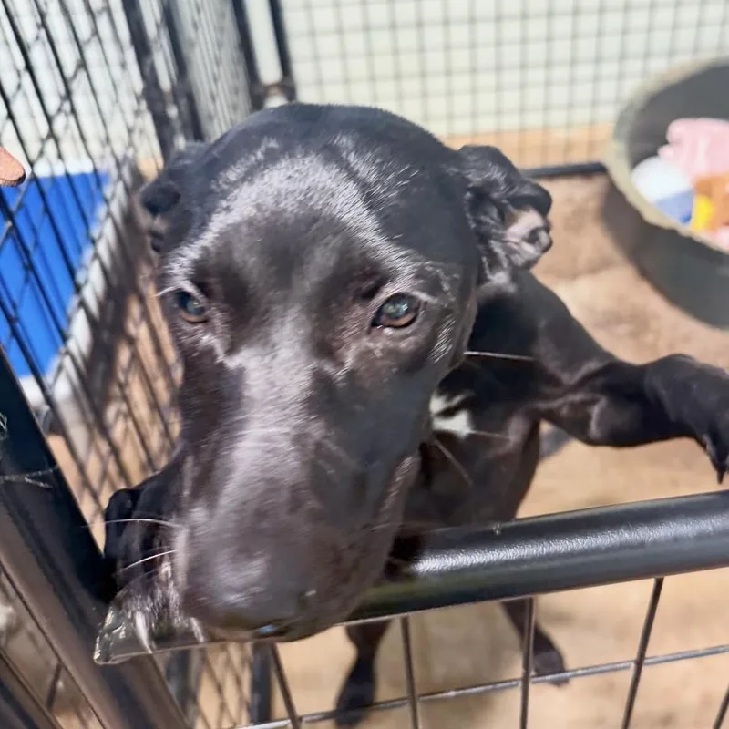 A baby medium-sized female Black Labrador Retriever dog named Mary Jane for adoption in Gallatin, TN