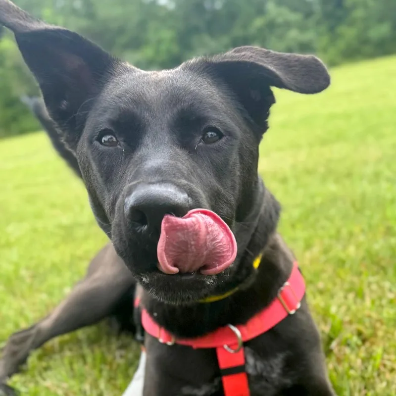 A young medium-sized female Black Mixed Breed dog named Bailey for adoption in Hendersonville, NC