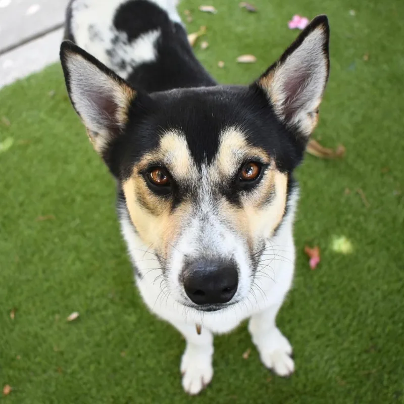 A young medium-sized male Husky dog named Matcha for adoption in Saint Petersburg, FL