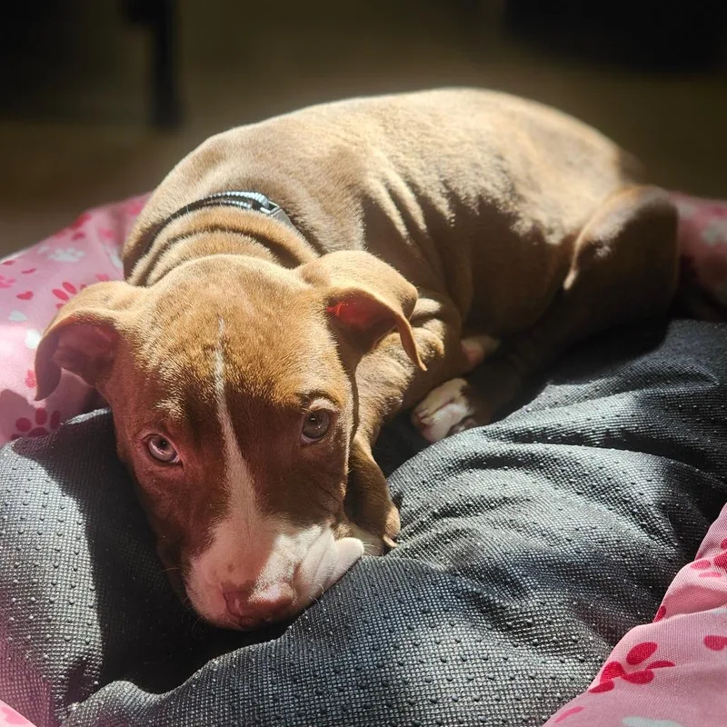 A baby small-sized male American Staffordshire Terrier dog named Straw for adoption in Jasper, IN