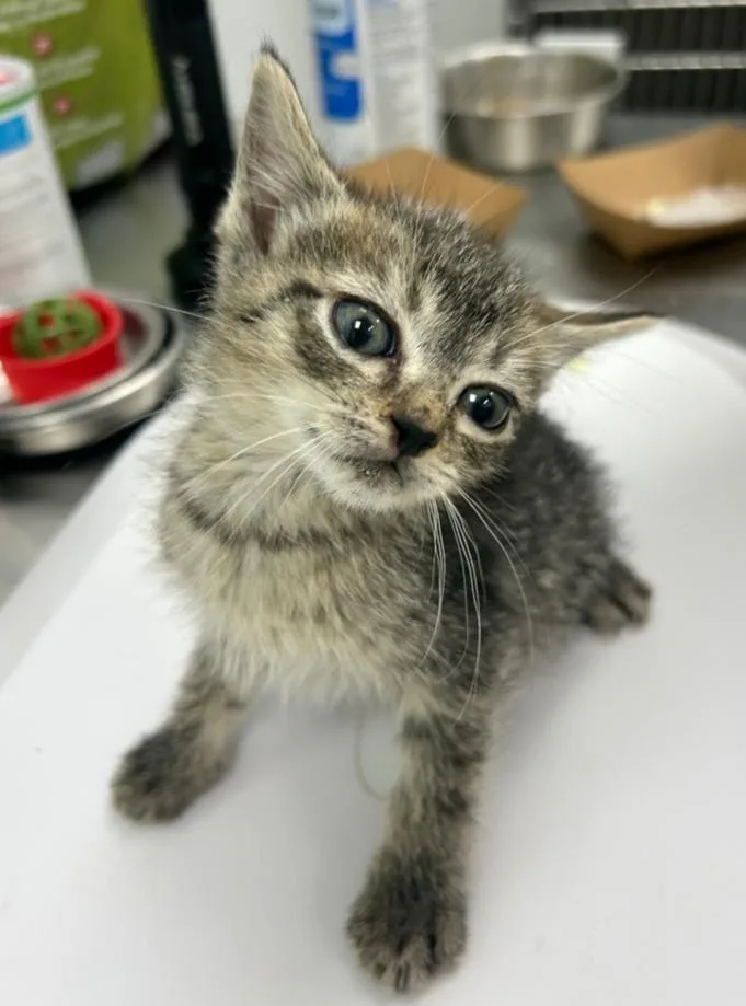 A baby small-sized male Domestic Short Hair cat named Carmy for adoption in Hartsville, SC