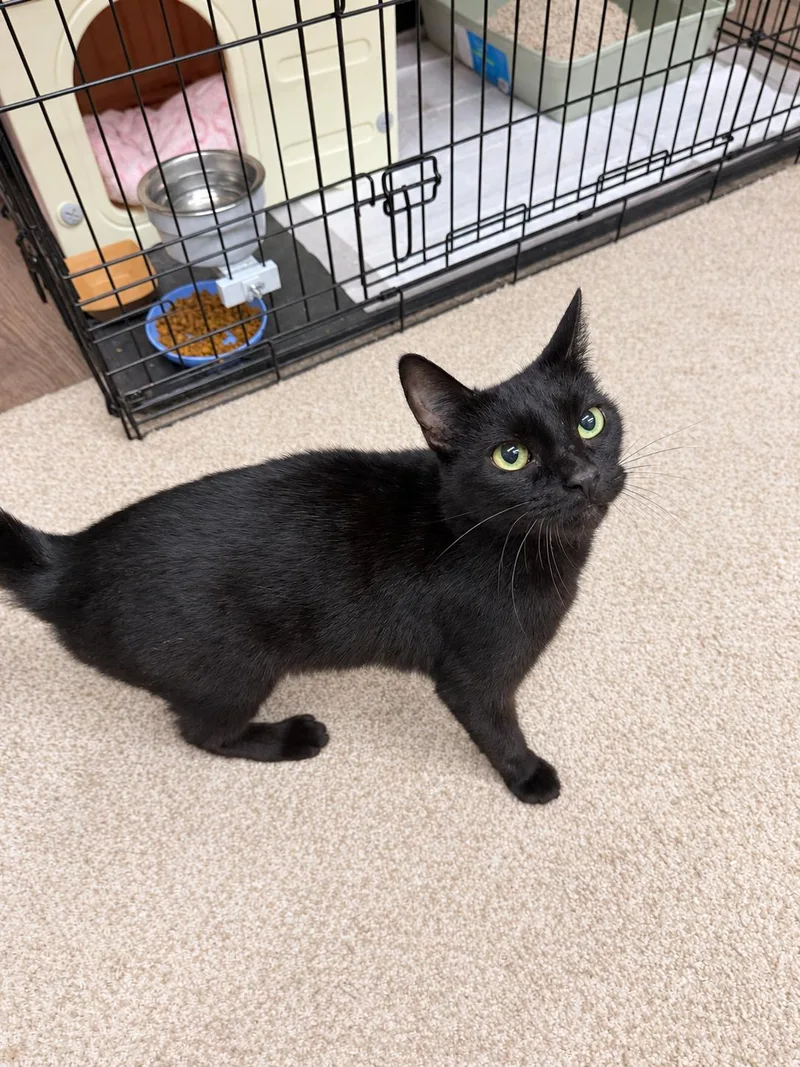 An adult medium-sized female Black American Shorthair cat named Juniper for adoption in Philadelphia, PA