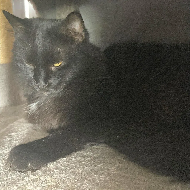 A young small-sized male Black Domestic Long Hair cat named Hazy for adoption in Midland, TX