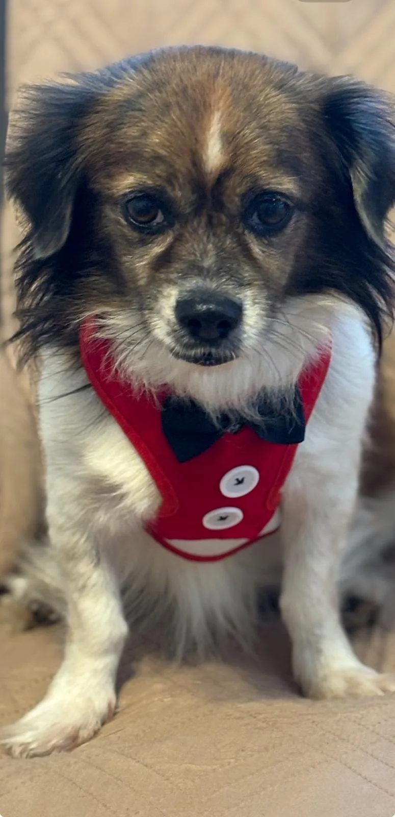 An adult small-sized male Black Pekingese dog named Freddy for adoption in New York, NY