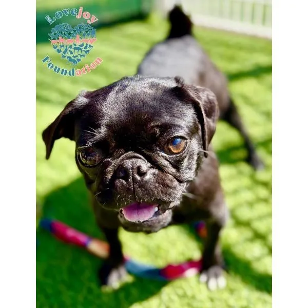 A baby small-sized female Black Pug dog named Piper COH for adoption in Inglewood, CA