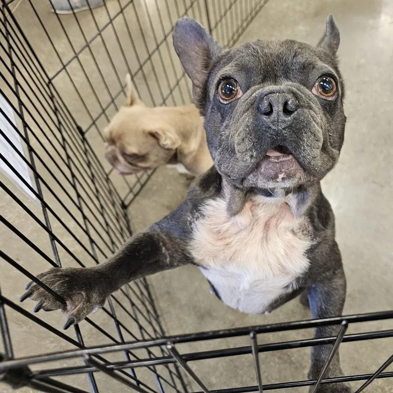 An adult small-sized male Black French Bulldog dog named Matteo for adoption in Apple Valley, CA