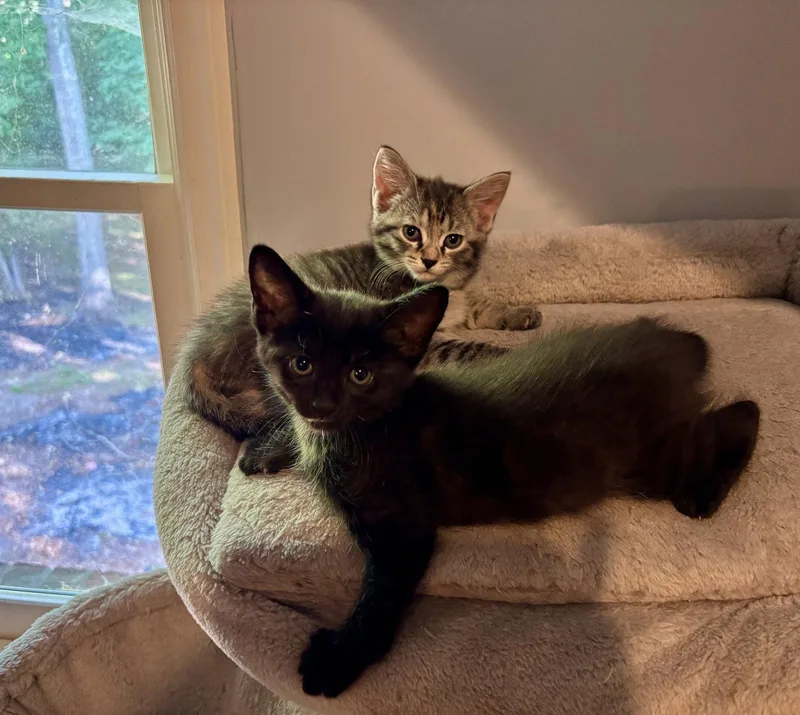 A baby medium-sized male Black Domestic Short Hair cat named Indigo for adoption in Roxboro, NC