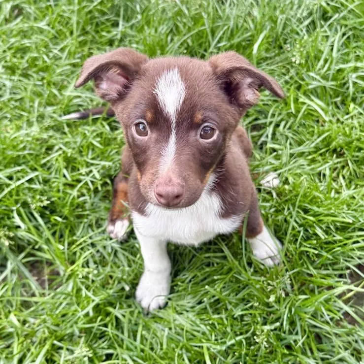 A baby small-sized male Mixed Breed dog named Queso for adoption in Toledo, OH