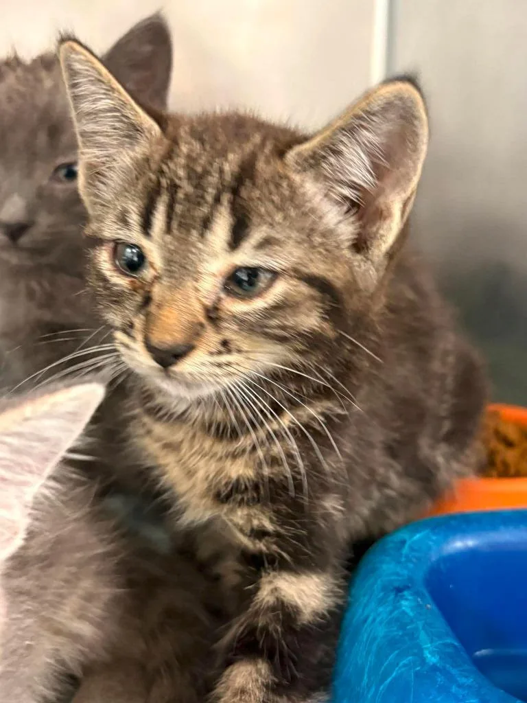 A baby small-sized female Domestic Short Hair cat named Taffy for adoption in Lavonia, GA