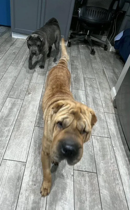 Nala Special Needs thumbnail 2