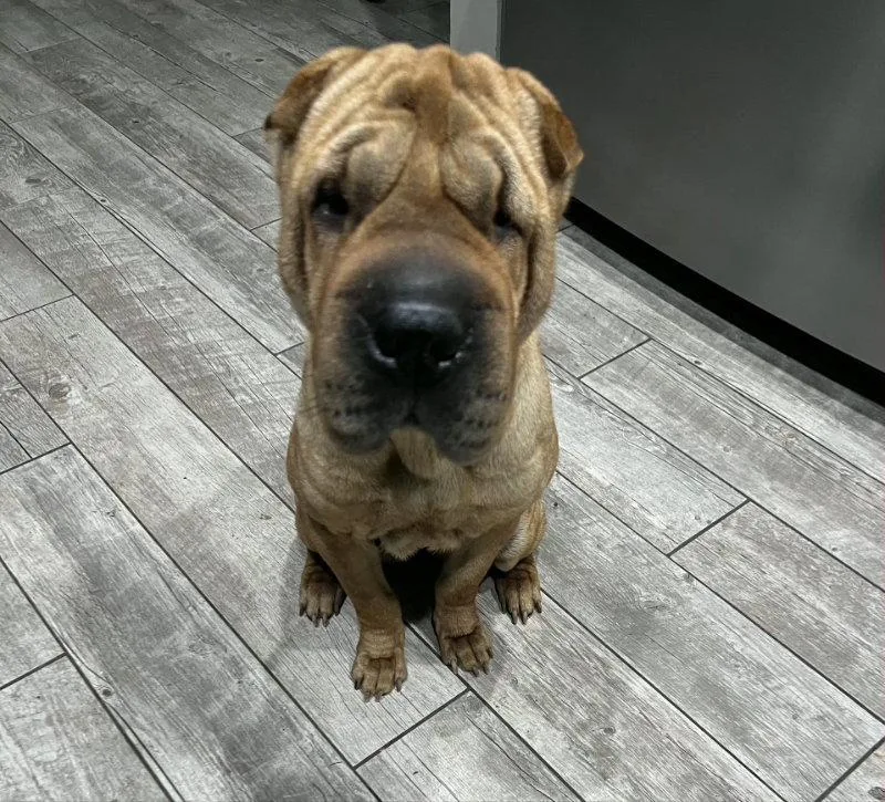 Nala Special Needs thumbnail 3