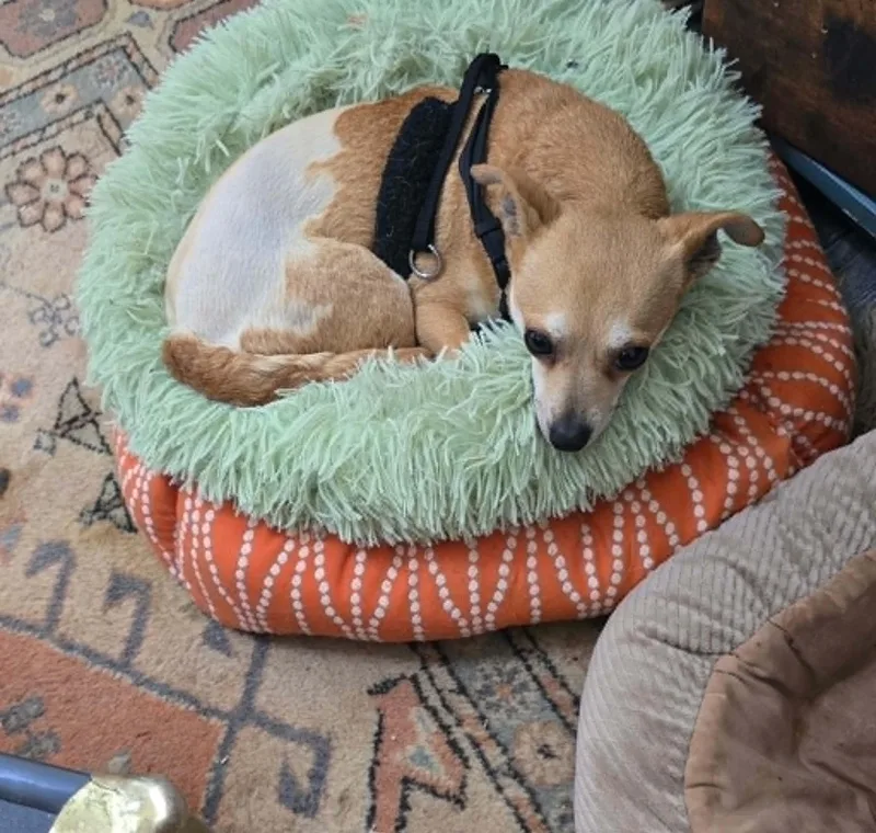 A senior small-sized female Golden Chihuahua dog named Abigale for adoption in Temple, TX