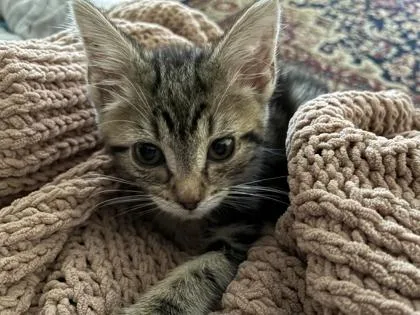 A baby small-sized male Domestic Short Hair cat named Graham for adoption in Lafayette, IN