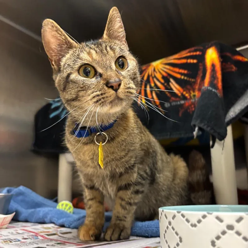 An adult medium-sized female Brown / Chocolate Domestic Short Hair cat named Shelly for adoption in Springfield, MA